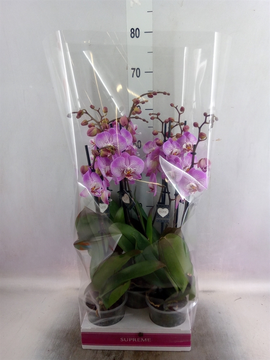 <h4>Phalaenopsis  'Jillion'</h4>