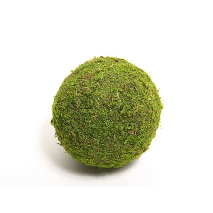 Dried articles Moss ball 20cm