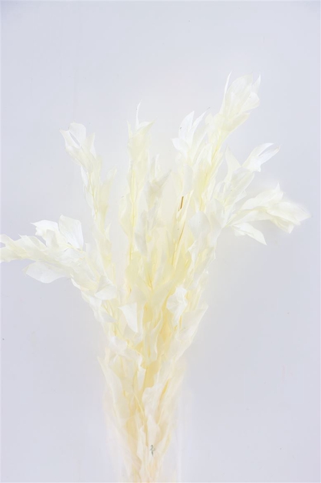 <h4>Pres Ruscus Gigante Bleached Bunch</h4>