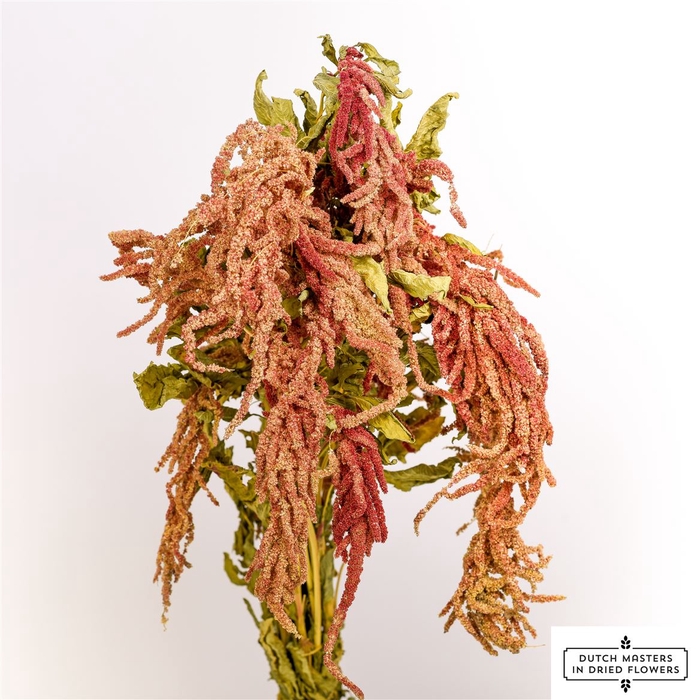 Dried Amaranthus Caud. Red Bunch