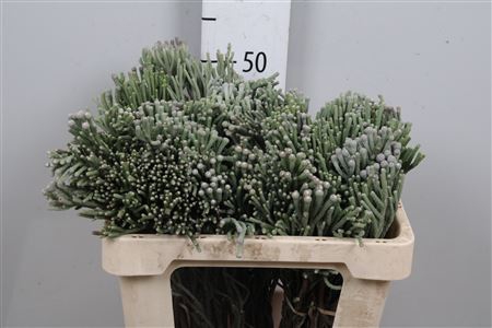 Kaaps Brunia Silver Young