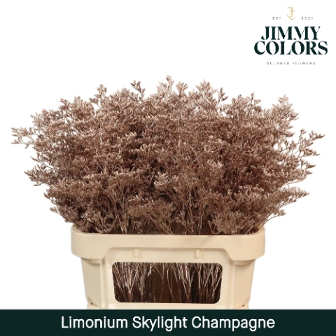 <h4>Limonium Skylight L80 Mtlc. Champagne</h4>
