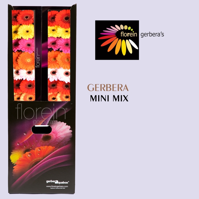 <h4>Germini Mix Aquabox x184 Aquabox</h4>