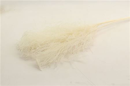 <h4>Dried Stipha Feather 5pcs Xl Bleached Bunch</h4>