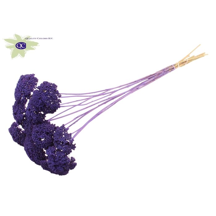 <h4>Achillea per stem Frosted Purple</h4>