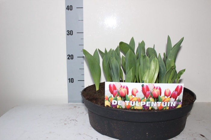 <h4>Tulipa gemengd in pot</h4>