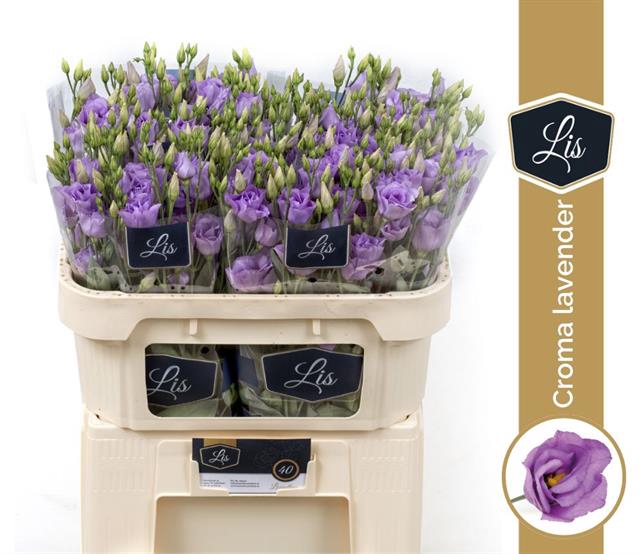 <h4>Lisianthus do croma lavender</h4>