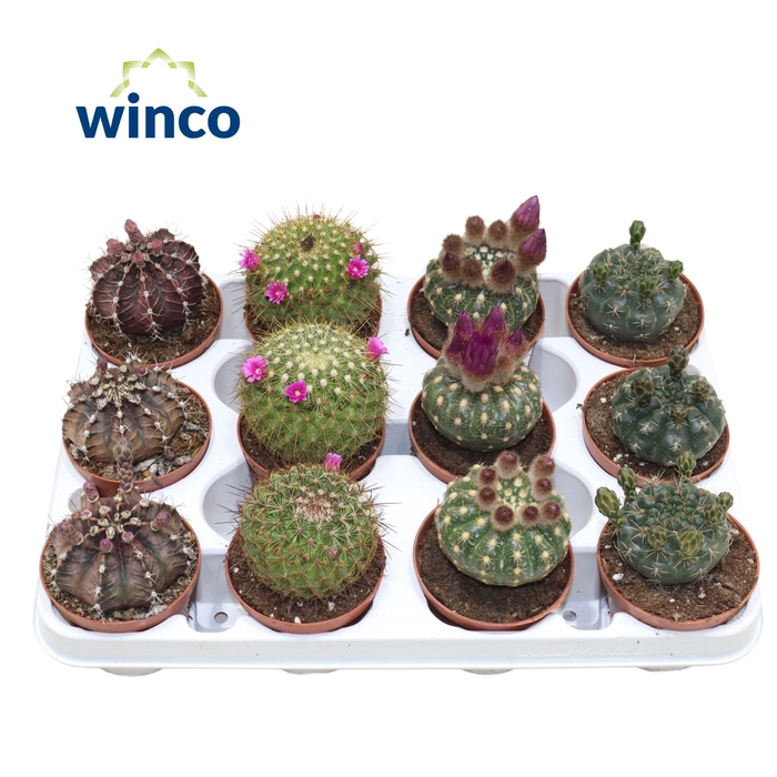 Cactus Flowering Mix