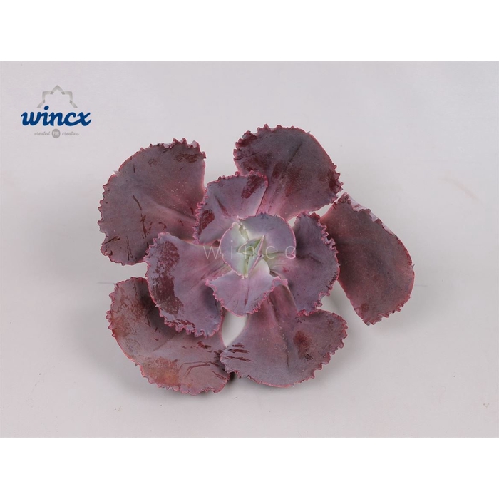 <h4>Echeveria Crenulata Cutflower Wincx-16cm</h4>