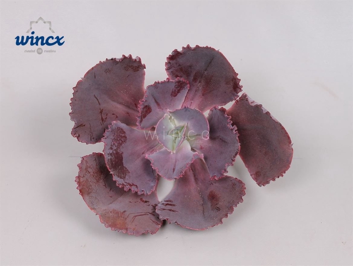 <h4>Echeveria Crenulata Cutflower Wincx-16cm</h4>
