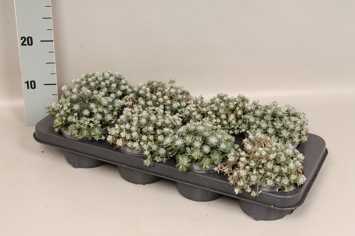 Sedum spathulifolium Cape Blanco
