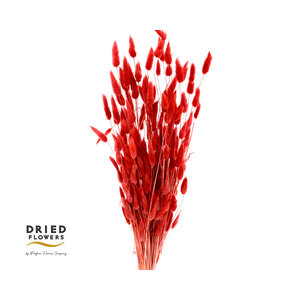 Dried Bleached Lagurus Red 50gr