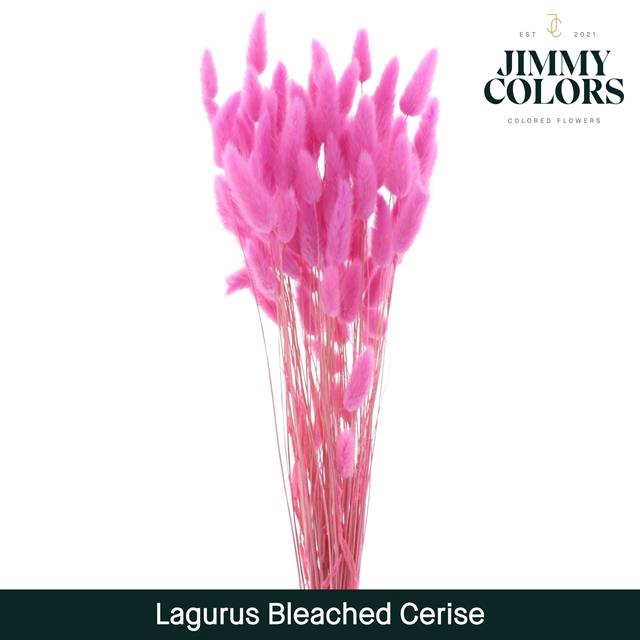Dried Lagurus bleached Cerise*