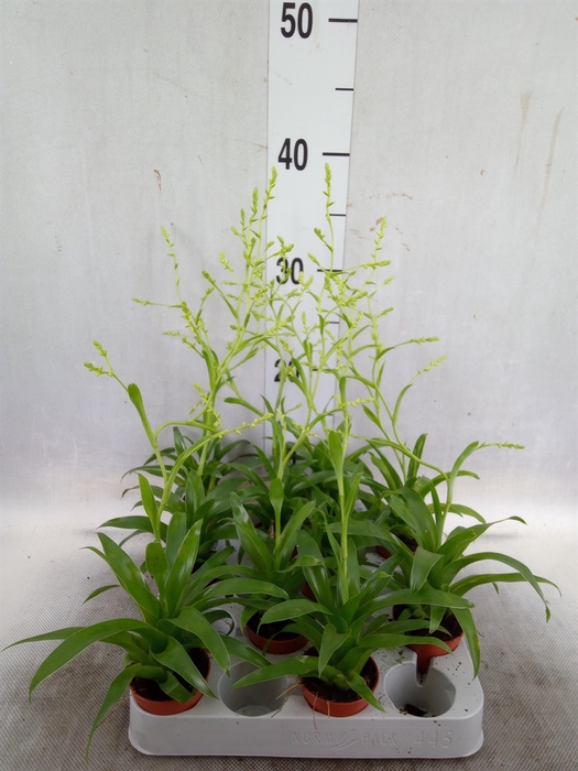<h4>Catopsis morreniana</h4>