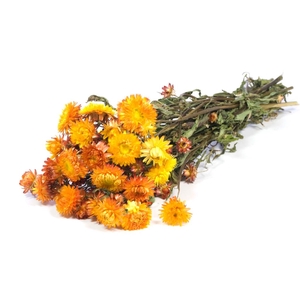 DRIED FLOWERS - HELICHRYSUM NATURAL ORANGE