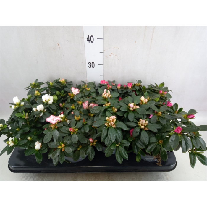 <h4>Rhododendron SI   ...mix</h4>