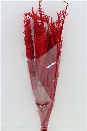 <h4>Pres Licopodium Long Red Bunch</h4>