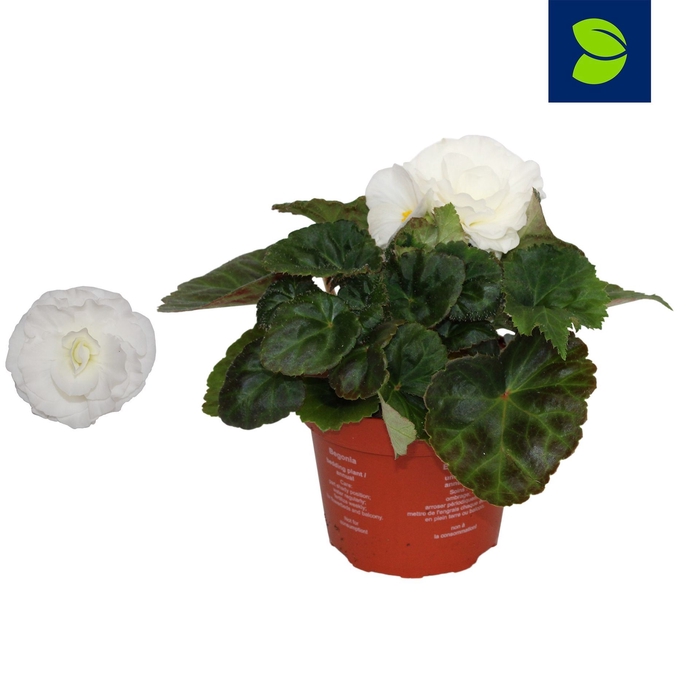 <h4>Begonia Fortune White</h4>
