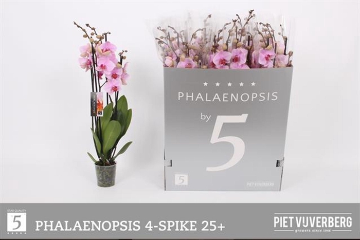 <h4>Phalaenopsis overig</h4>