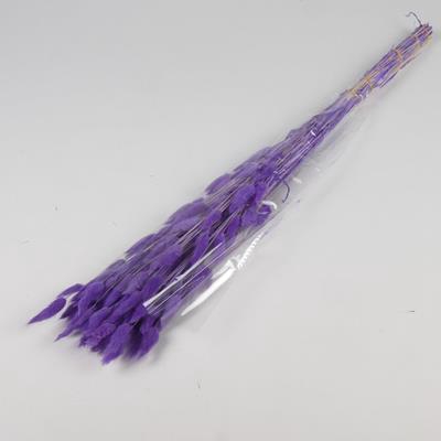 Df Lagurus Bs 50g/70cm Purple