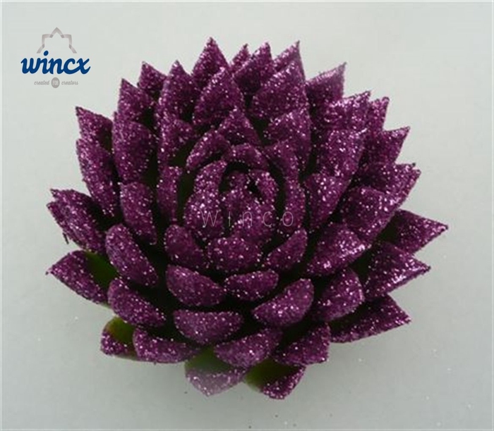 Echeveria Agavoides Glitter Purple Cutflower Wincx-14cm