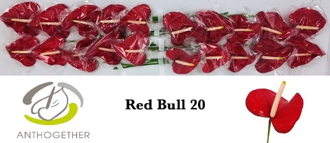 <h4>ANTH A RED BULL 20</h4>