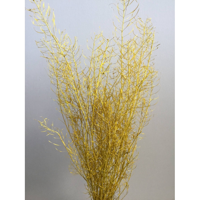 <h4>DRIED FLOWERS - GYPSUM STONE WASHED YELLOW</h4>