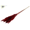 Fluffy Pampas L80 10 st/bunch Red