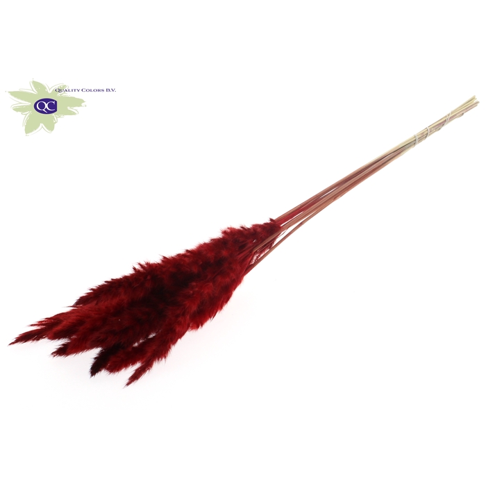 <h4>Fluffy Pampas L80 10 st/bunch Red</h4>