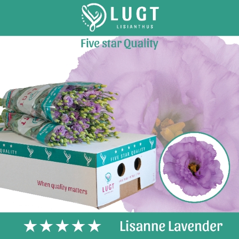 <h4>Lisianthus do lisanne deep lavender</h4>