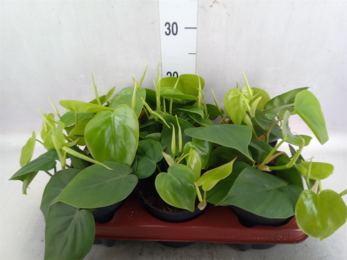 Philodendron scandens