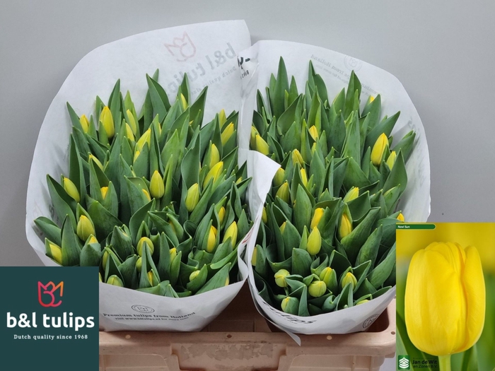 <h4>Tulipa enke. (Darwinhybrid Grp) Nov</h4>