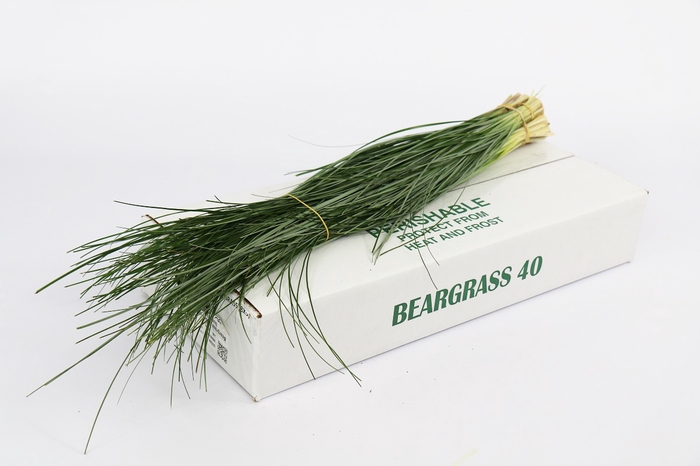 <h4>Beargrass (5 Mazzi per Pacco)</h4>