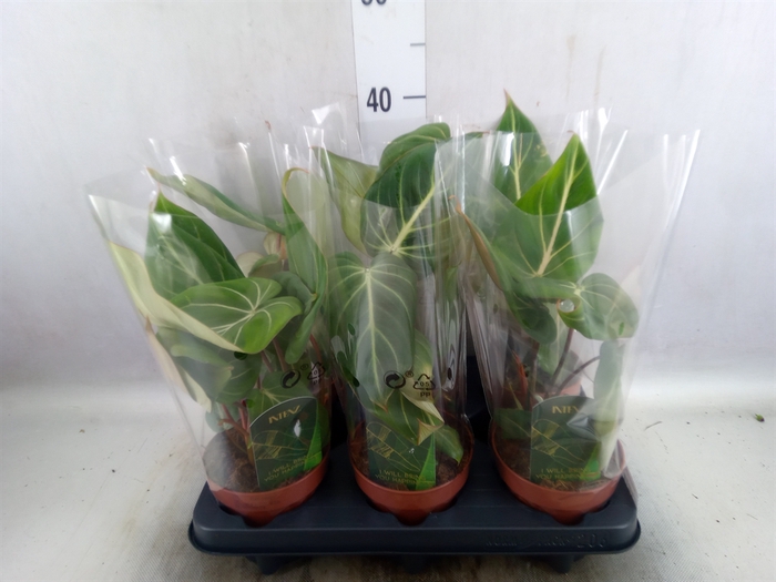 <h4>Philodendron gloriosum</h4>