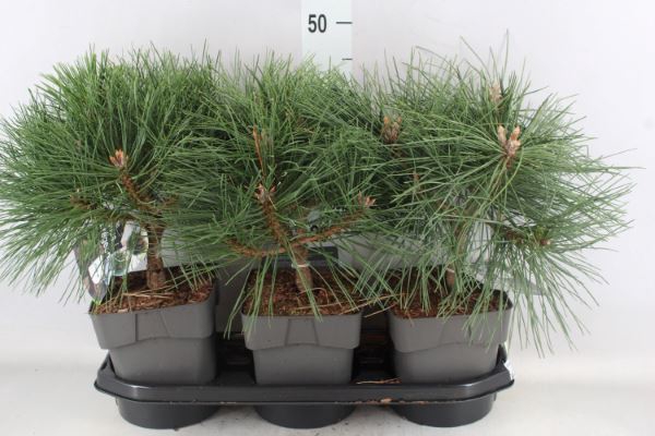 <h4>Pinus nigra 'Pierrick Bregeon'</h4>