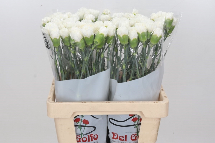 <h4>Dianthus St Holly*</h4>
