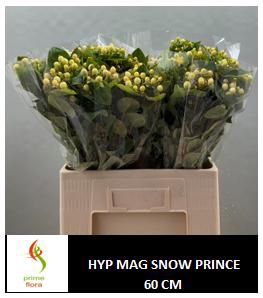 <h4>HYP MAG SNOWPRINCE</h4>