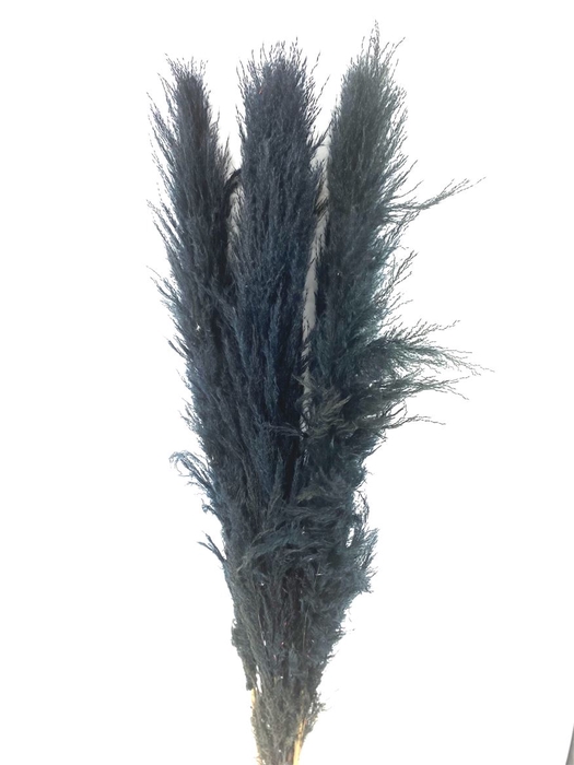 <h4>Dried Cortaderia Lao Grass Bleached Black P Stem</h4>
