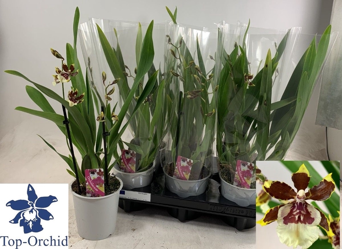 <h4>ORCHIDEEEN OVERIG</h4>