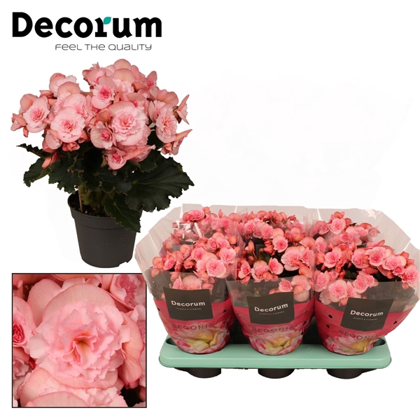 Begonia ''joy pink''  licht rose Decorum