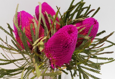 Banksia Tint Pink