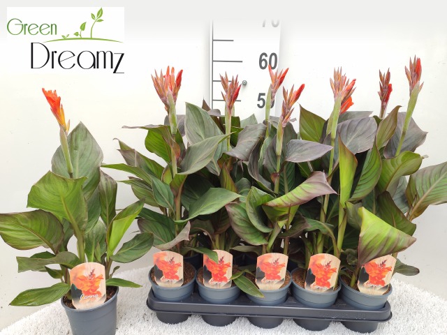 <h4>Canna Pacific Beauty</h4>
