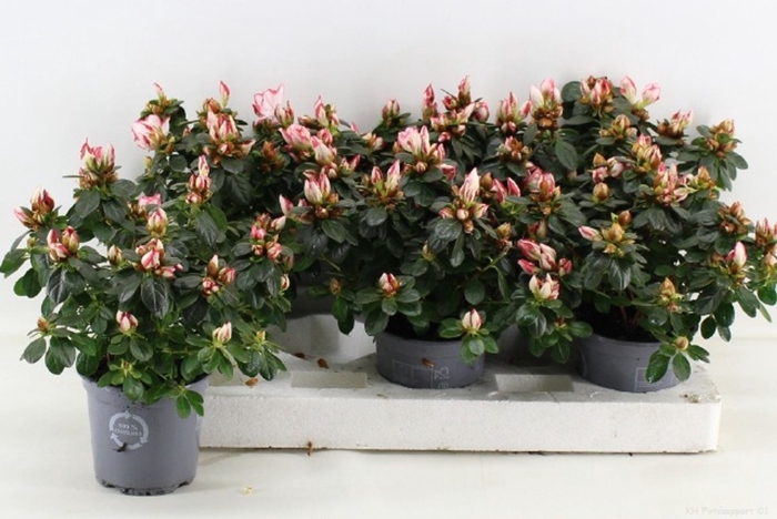 <h4>Rhododendron (Sim. Sachsenstern</h4>