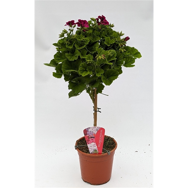 <h4>Pelargonium Grandiflorum op stam roze/paars</h4>