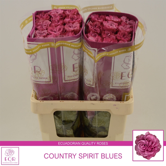 <h4>Rosa gr Country Spirit Blues</h4>