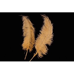 Feather ostrich gold 5st/ bunch