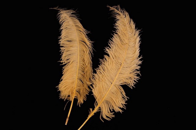 <h4>Feather ostrich gold 5st/ bunch</h4>