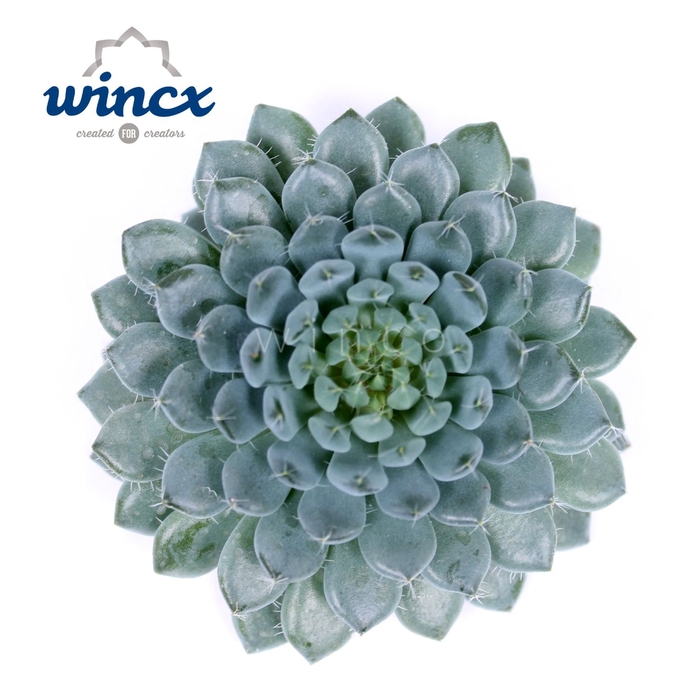Echeveria rundelli cutflower wincx-5cm
