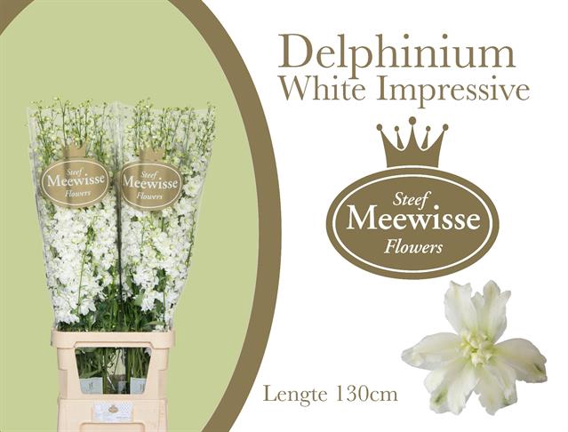 <h4>Delphinium do el dewi impressive white</h4>