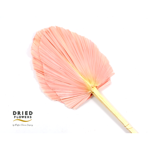 Dried Bleached Palm Spear Pink XXL
